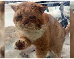 Stray Cat Cries & Paws At Woman’s Door, Hoping She’ll Let Him In From The Cold