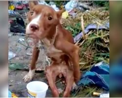 Owner Discards Disabled Dog In Landfill & Proves Human Brutality Is Limitless