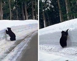Bear Is Trapped By Snow On Freeway, So Man Starts Following Him To Keep Him Safe