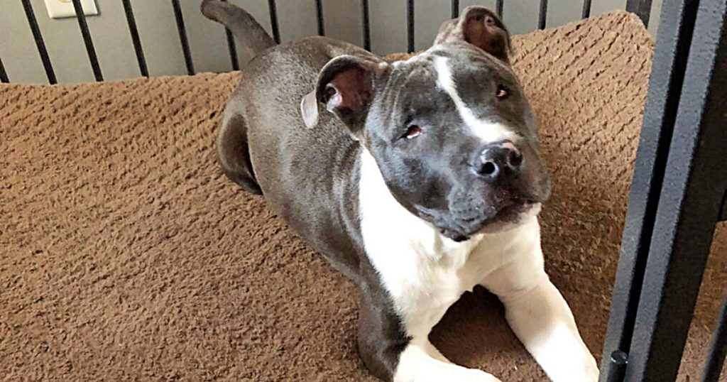Blind From Birth, Pit Bull Pup’s Looking For A Family To Guide Him