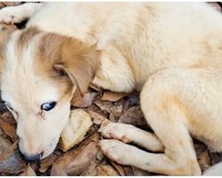 Blue Eyed Pup Depleted Of Life Had No Energy Left To Sit Up Or Move