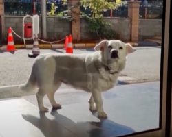 Small Dog Waits Outside Of The Hospital While Thinking Of Her Owner