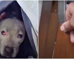 Lost Pittie Was Terrified To Come Out So Man Opened The Door To His Ticket Home