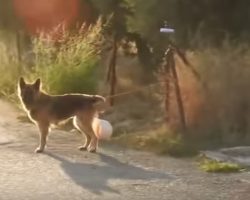 Dog Found Tied To A Fence With Note Saying ‘Nice’ Pet Can’t Be Cared For