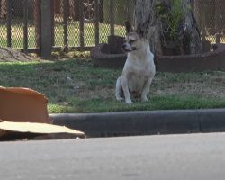 Abandoned Dog Sat On The Street Next To A Cardboard Box And Nothing Else