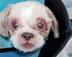Woman Brought Dog To Be Euthanized Instead Of Getting Him The Help He Needed