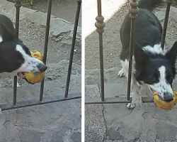 Clever Dog Convinces Passersby To Stop And Play Fetch With Him