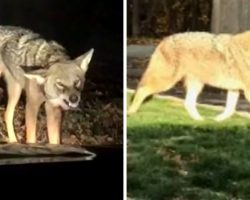 Coyote Waits In Bushes To Ambush Dog, Grabs The Dog And Drags Him Into The Woods