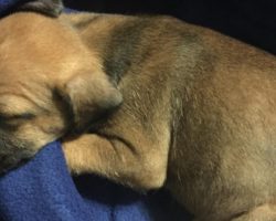 Woman Was Walking Her Dog When She Heard Cries Coming From A Storm Drain