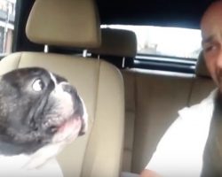 Dad Sings Along To Song On Radio, His Dog Waits For The Right Moment To Join In