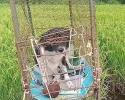 Dog Found Caged Out In The Middle Of A Field As A ‘Living Scarecrow’