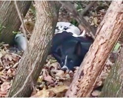 Dog Too Weak To Move In Woods, Concealed Gifts That Were Depleting Her