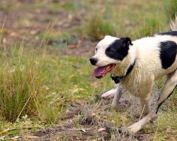 Dog Runs Up To Off-Duty Cop And Begs The Cop To Follow Him Back Into The Forest