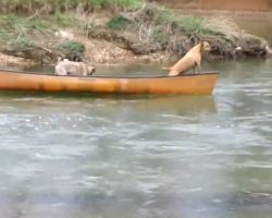 Two Dogs In A Runaway Kayak Think To Toss Rope Out To Lab To Pull Them To Land