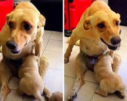 Dog In Extreme Pain From A Broken Spine Refuses To Stop Nursing Her Puppies