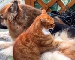 Dog Protects The Rescue Cat, So Cat Returns The Favor With A Soothing Back Rub