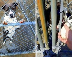 Pit Bull About To Be Put Down Extends Her Paw To A Man Wishing He’ll Save Her