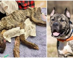 He Was Dumped In Parking Lot 50-Pounds Underweight, Too Weak To Lift His Head