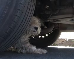 Stray Dog Had Lived On The Streets For Months, Then A Coyote Showed Up