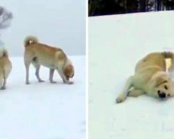 Livestock Dogs Hear A Sound In The Distance, Go From Play To Work In A Seconds