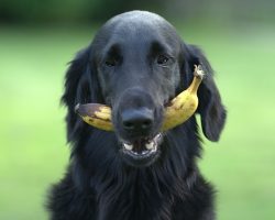 It’s Okay For Dogs To Eat These Fruits
