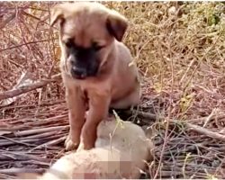 Forsaken Pup Cried For His Sister To Wake Up, Put His Paws On Her Little Body