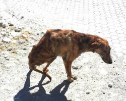 Woman Finds Broken Dog While On Vacation, Follows Him To A Lonely Barn