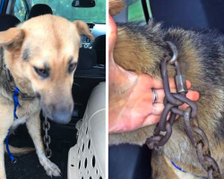 Woman Pulls Over On Highway When She Sees Dog Bogged Down By Heavy Chain