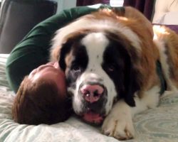 Rescue Dog Uses His Giant Body To Pin Down Dad And Give Him Never-Ending Hugs