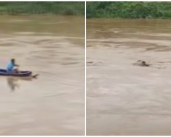 Gutsy Man Paddled Out In Heavy Current To Sinking Animal Treading Water For Hrs