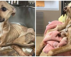 Dog Starved & Beaten Fights For Her Life, Keeps Kissing Her Veterinarians