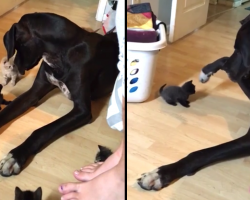 Tiny Kittens Take Interest In Huge Dog, Great Dane Does His Best To Be Gentle