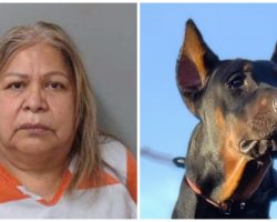 Officers Find Two Severely Emaciated Dogs On Repeat Visit To Woman’s Home