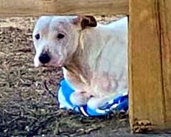 Man Throws Out Dog On One Of The Coldest Nights, Dog Clings On To An Old Towel