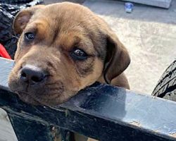 Litter Crew Cleaning The Road Finds Pint-Sized Pup Someone Discarded As Trash