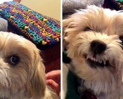Puppy Proudly Flashes A Smile After Getting A Tooth Pulled Out By The Dentist