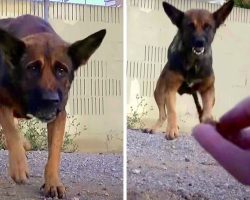Dog Bares Her Teeth And Tries To Scare Away The One Man Who Tries To Help Her