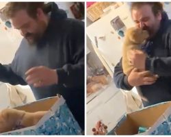 Almost A Year After Their Dog Dies, Wife Wraps New Pup In Box For Her Hubby