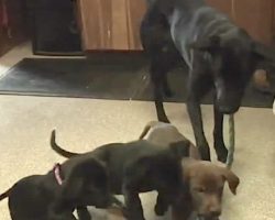 Mama Dog Back With Puppies Who Were Thrown Off Of A Bridge