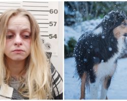 Woman Ties Dog Up Outside All Alone In Bitterly Cold Snowstorm With No Shelter