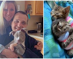 Woman Adopts 26 Pets & Turns Her Home Into A Sanctuary For Special Needs Animals