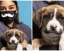 Monster Dumps 9-Week-Old Boxer Mix With Prominent Mustache On Side Of Road