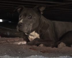 Dog Had Been Living Under A Shipping Container For The Past 9 Years