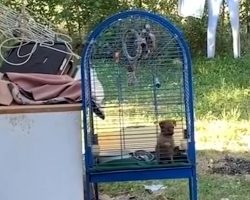 Man Tries Talking To The Owner Of A Puppy Kept Outside In A Birdcage