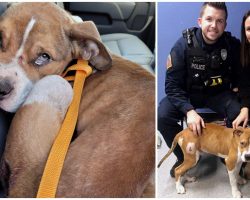 Abused Puppy Is Adopted By The Officer Who Saved Him From His Sadistic Owner