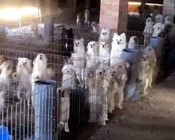 Puppy Mill Owner Cuts Off Dogs’ Vocal Cords So Their Barks Won’t Draw Attention