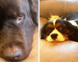 Dogs Make Sad Faces And Send Mom On A Guilt Trip For Eating Chips Without Them