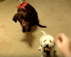 Dog In Background Mimics Tiny Dog’s Actions In Hopes Of Getting Treats