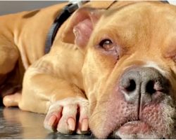 Paralyzed Pit Bull Ditched At Kill-Shelter To Be Euthanized Had Only 1 Wish
