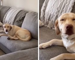 Dog Smiles When Confronted By Mom About The Mess He Just Made